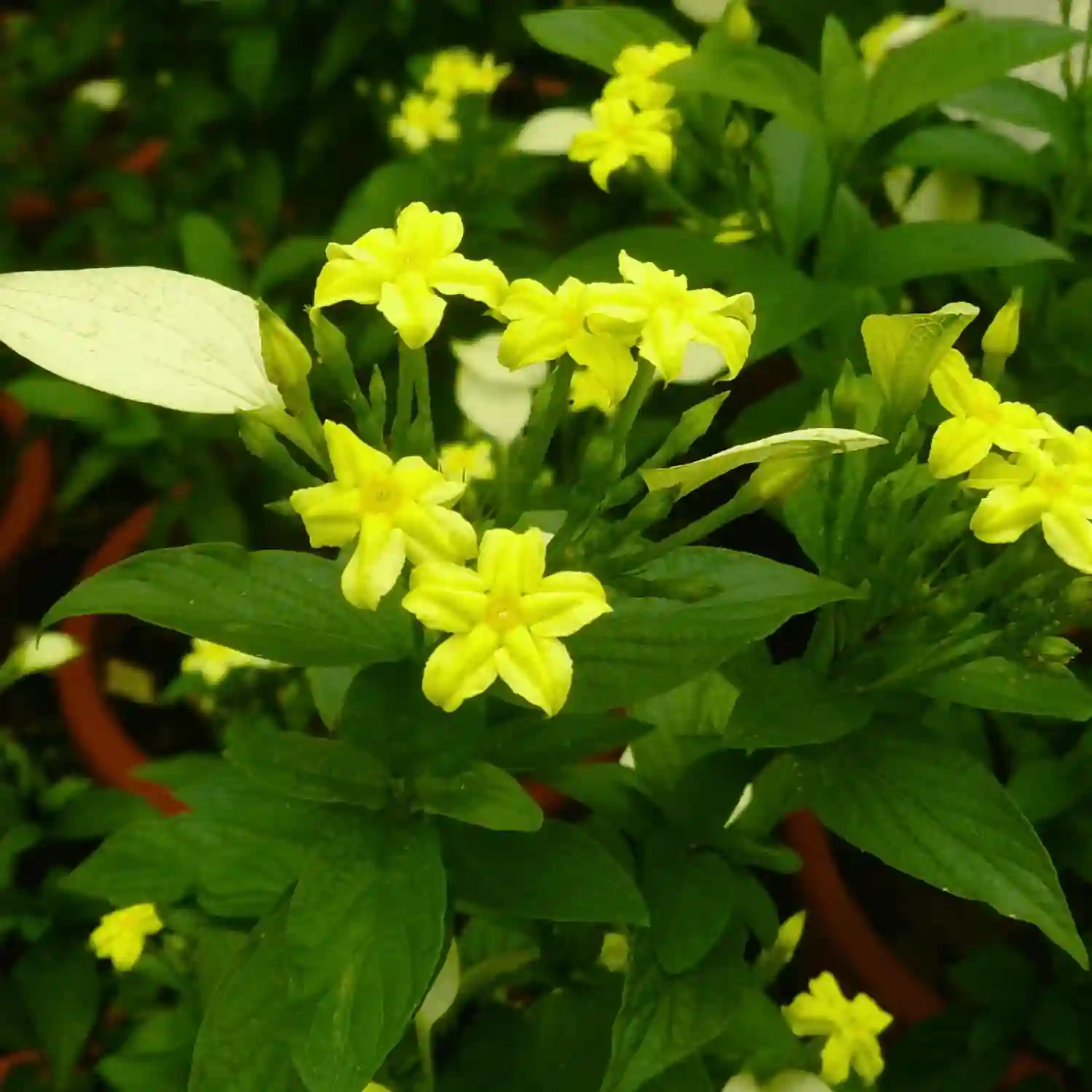 Mussaenda Yellow Plant